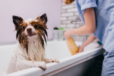 Pet Grooming and Pet Sitting Insurance in Montgomery, TX by Chris Flanagan Insurance Agency
