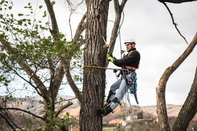 Tree Trimming Insurance in Montgomery, TX by Chris Flanagan Insurance Agency